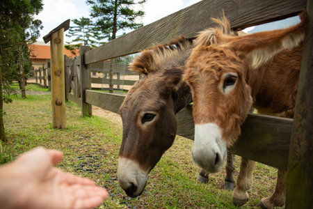 Two eager donkeys lean over a fence for a hand