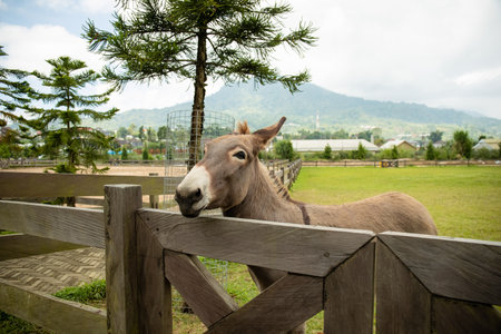 Donkey stands beside a wooden fence on a ranch with mountains