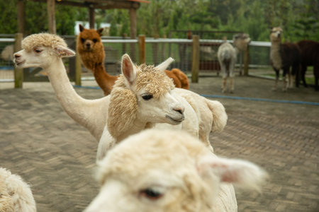Group of alpacas in a ranch settingの写真素材