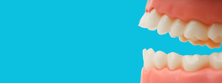 Model of teeth shown for teaching tooth care and dental healthの写真素材