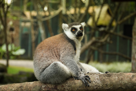 A lemur enjoys its surroundings in a garden setting