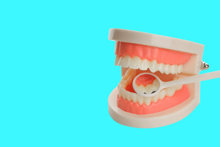 Dental model shows teeth while a tool points at them