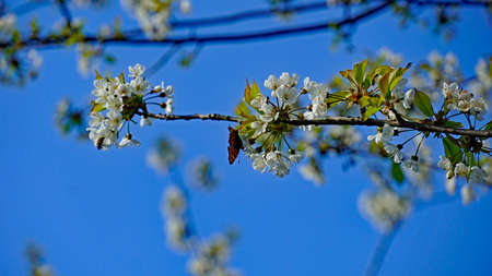 Butterfly on the mahaleb cherry