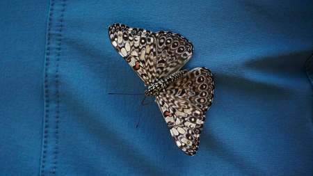 Beautiful butterfly sitting on the woman's dress.の写真素材