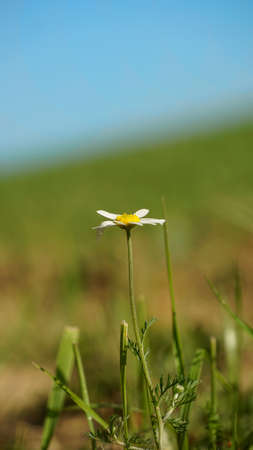 Ox-eye daisy on the field with sky and field in the backgroundの写真素材