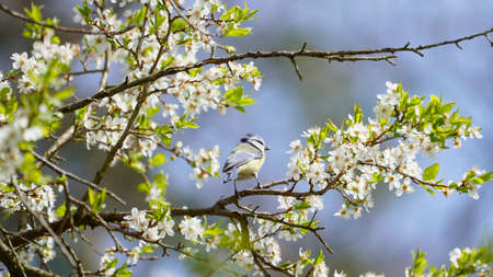 Eurasian blue tit sitting on the branch of wild cherry treeの写真素材