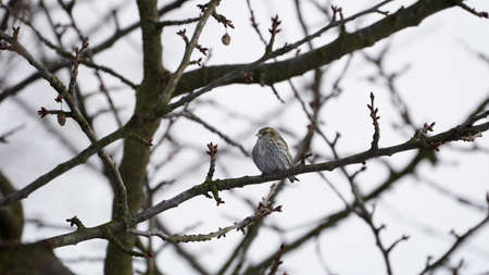 Eurasian siskin (female) on branch
