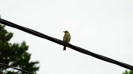 A song thrush sits on a wire in the rain. Selective focus.の写真素材