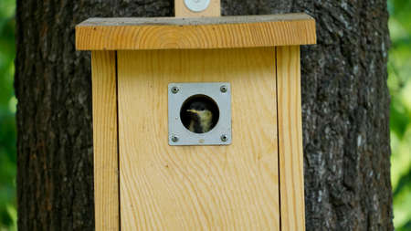 Little Great tit in a nest box