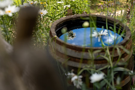 Wooden barrel with water and daisies in the garden.
