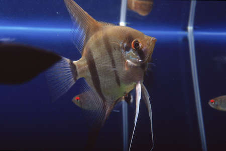 tropical fish in aquariumの写真素材