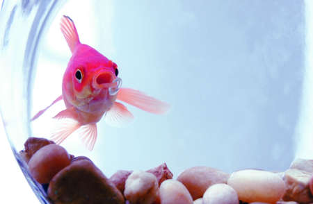gold fish with lip ring swims in bowl の写真素材