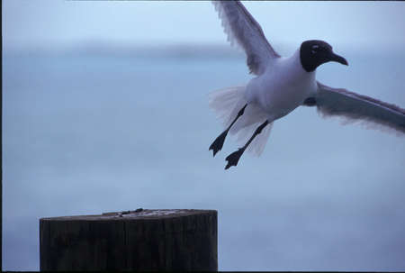 bird flies at oceanの写真素材