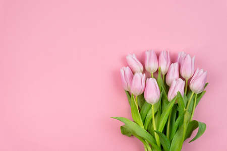 Bouquet of pink tulips on a pink background Romantic concept Valentines Day Womens Dayの写真素材