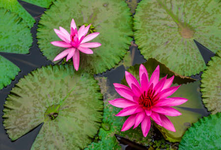 Water lilyの写真素材