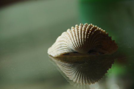 Shell and Refectionの写真素材