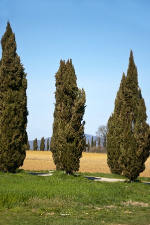Tuscany fieldsの写真素材