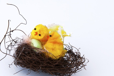 Two little chicks in a nest on white backgroundの写真素材