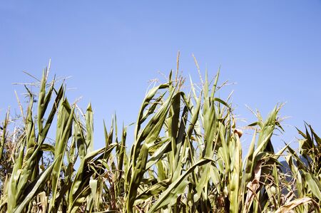 corn plants againt the blue sky