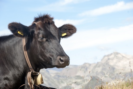 a portrait of a brown cowの写真素材