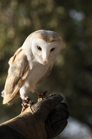 A beautiful  barn owl on falconer handの写真素材