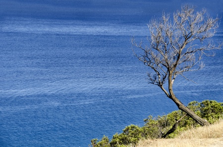 Beautiful blue sea and a tree in Sardinia, Italyの写真素材