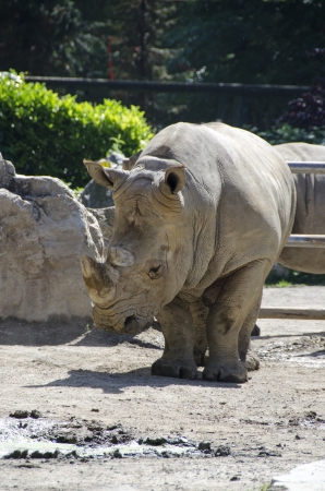 White rhino in a parkの写真素材