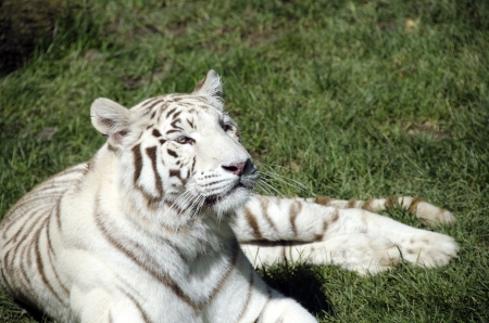 A white tiger in the grassの写真素材