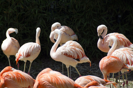 Group of pink and red  flamingos with dark backgroundの写真素材