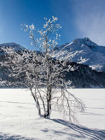 Winter landscape in the snow