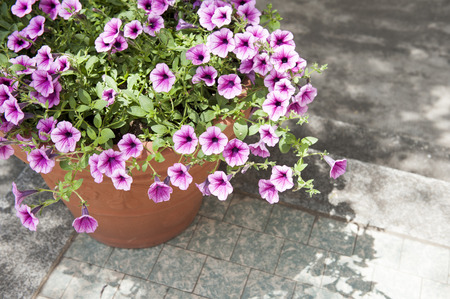 A big petunias pot in the gardenの写真素材