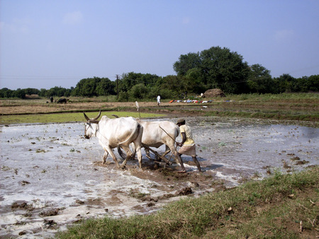 GOA, INDIA - November 29 : Farmers plowing agricultural field in traditional way where a plow is attached to bulls on November 29, 2010 in Goa, India.のeditorial素材
