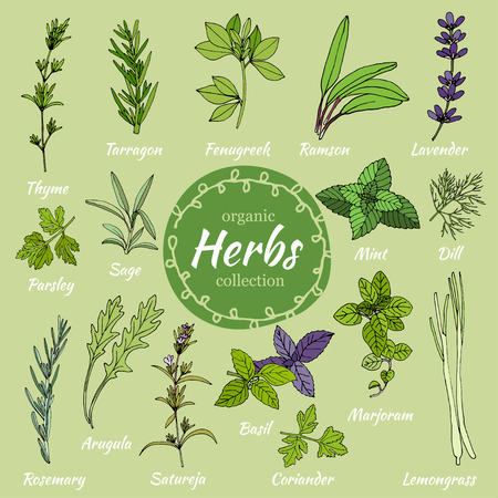 Set of hand draw herbs for food and cosmetic. Vector collection of herbs. Herbal illustration. Cooking herbs. Medical herbs. Organic food illustration. Set of herbal supplementsのイラスト素材