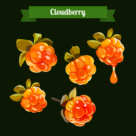 Cloudberry illustration. Cloudberry isolated. Medicinal berry. stock vector illustration for food and cosmetic label and bannerのイラスト素材