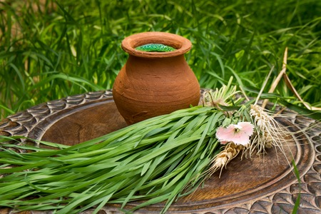 Wheatgrass juice in a clay pot on a brown wooden table with fresh wheat herbs and wheat spikelet against the background of a green wheat grassの写真素材