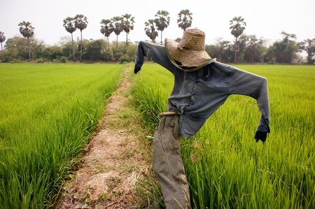 Strawman in Thai farm field in a day lightの写真素材