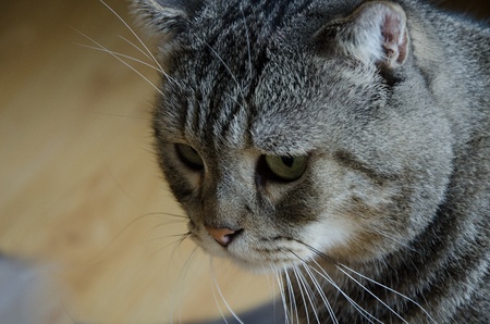 Close up cat headの写真素材