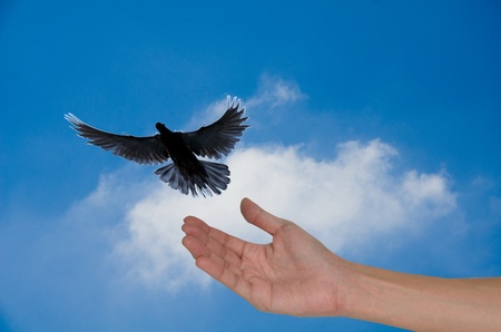 Hand released into the blue sky a pigeonの写真素材