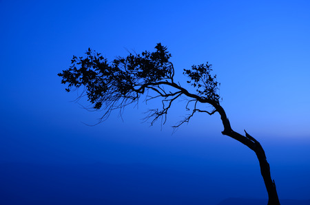 Silhouette of pine at Pha Mak Duk cliff in Phu Kradueng National Park, Loei, Thailandの写真素材
