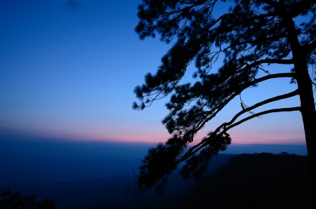 Silhouette of pine at Pha Mak Duk cliff in Phu Kradueng National Park, Loei, Thailandの写真素材