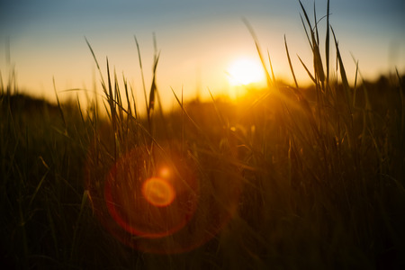 Soft backlight meadow grass during sunset with lens flareの写真素材