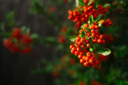 Detail of Pyracantha  Firethorn  orange berries with green leavesの写真素材