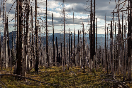 Burnt tree trunks in a cloudy sunset
