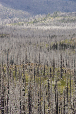 Burnt forest trees after wildfire in USAの写真素材