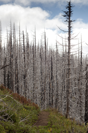 burnt forest trees after wildfire in USAの写真素材