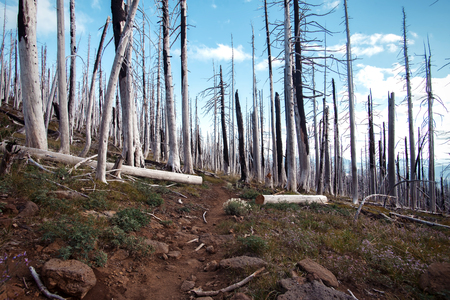 Burnt tree trunks in the middle of burnt forestの写真素材