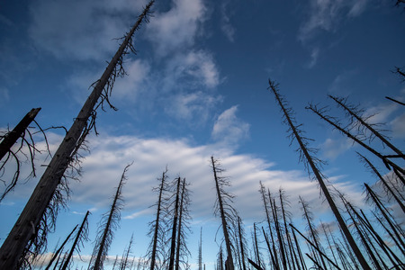 Burnt tree trunks in the middle of burnt forestの写真素材