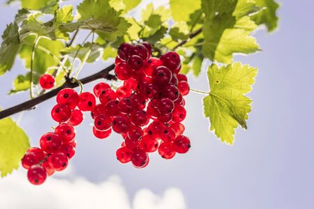 Detail on a bunch of red currant on a branch with green leaves against blue skyの写真素材