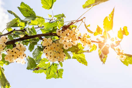 Detail of a bunch of white currant on a branch with leaves and bright sunglow on a blue skyの写真素材