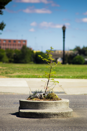 Mill Ends Park in Portland Oregon, USA is the smallest park in the world, according to the Guinness Book of Records.の写真素材